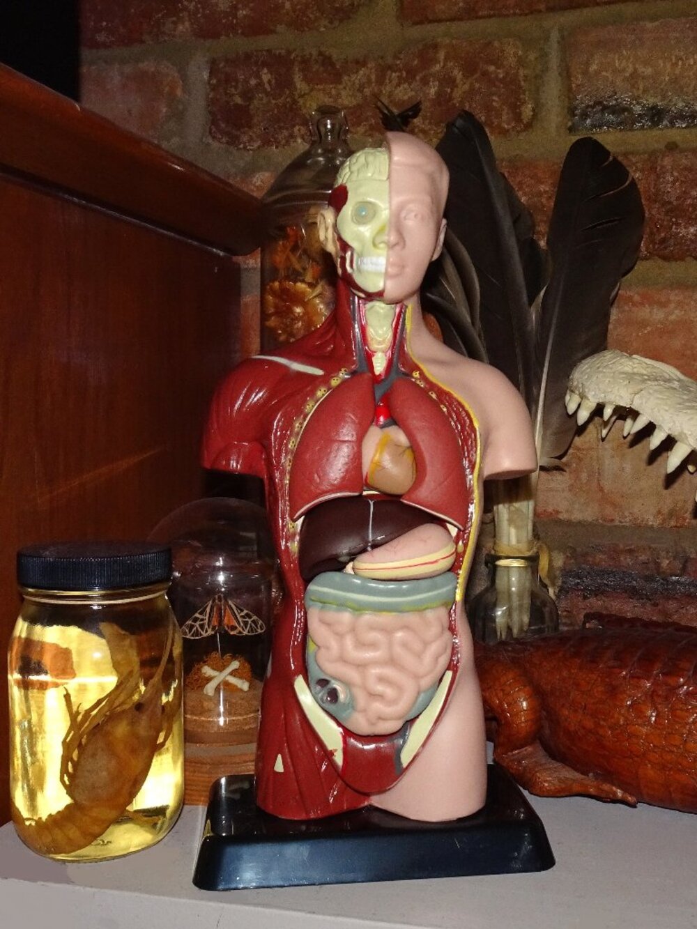 Vintage Human Torso Model w/ detachable organs oddity curiosity medical